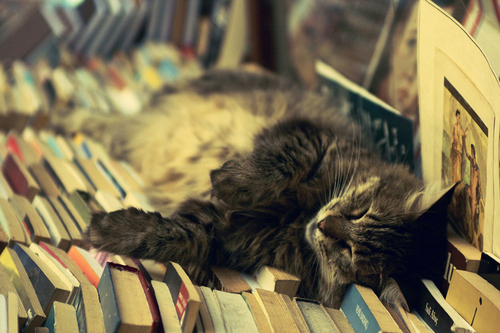 book-books-cat-cats-sleep-Favim.com-320091