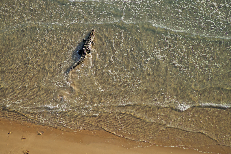 Aerial view, a crocodile goes to the water
