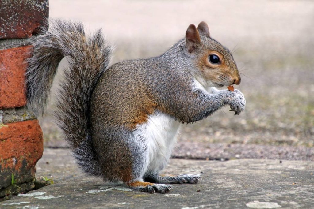 Eastern Grey Squirrel