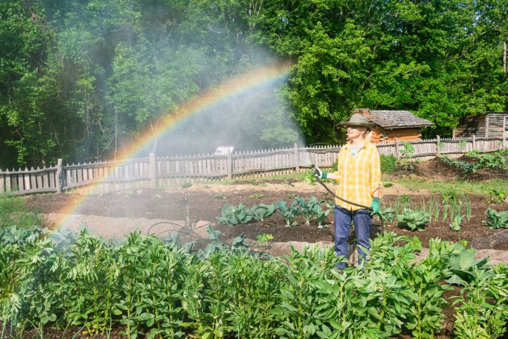 Gardener is watering vegetable plants.