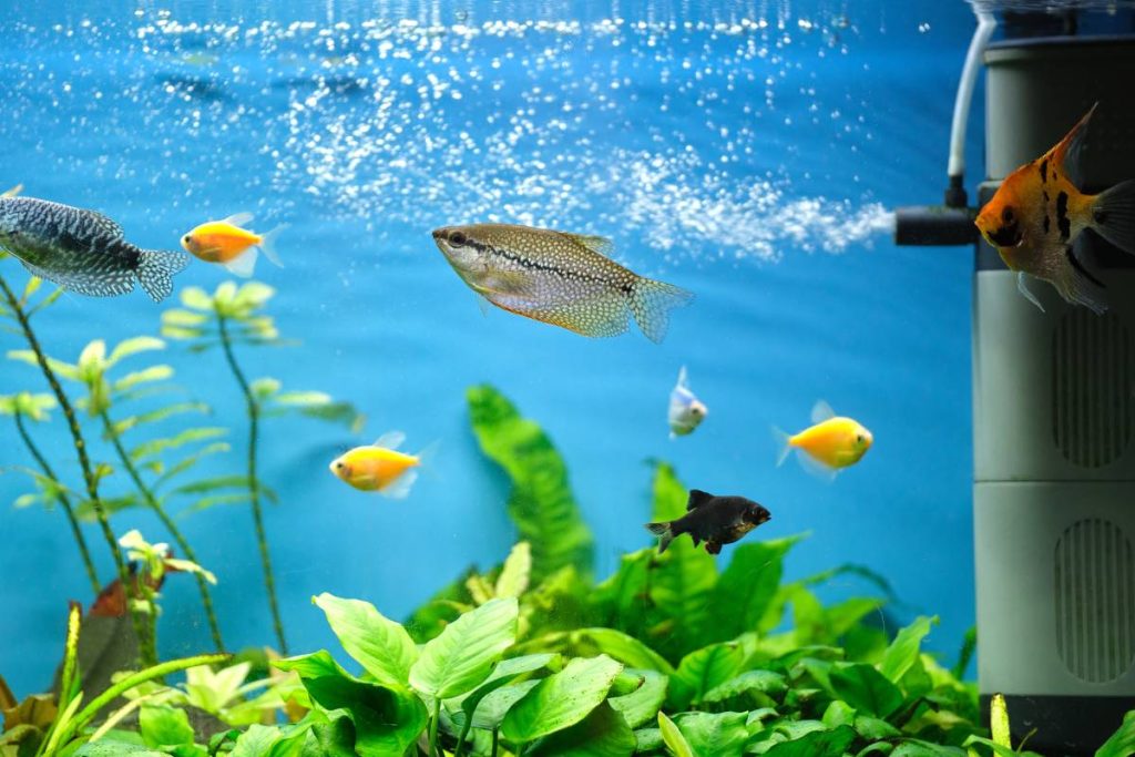 Colorful exotic fish swimming in deep blue water aquarium with green tropical plants.